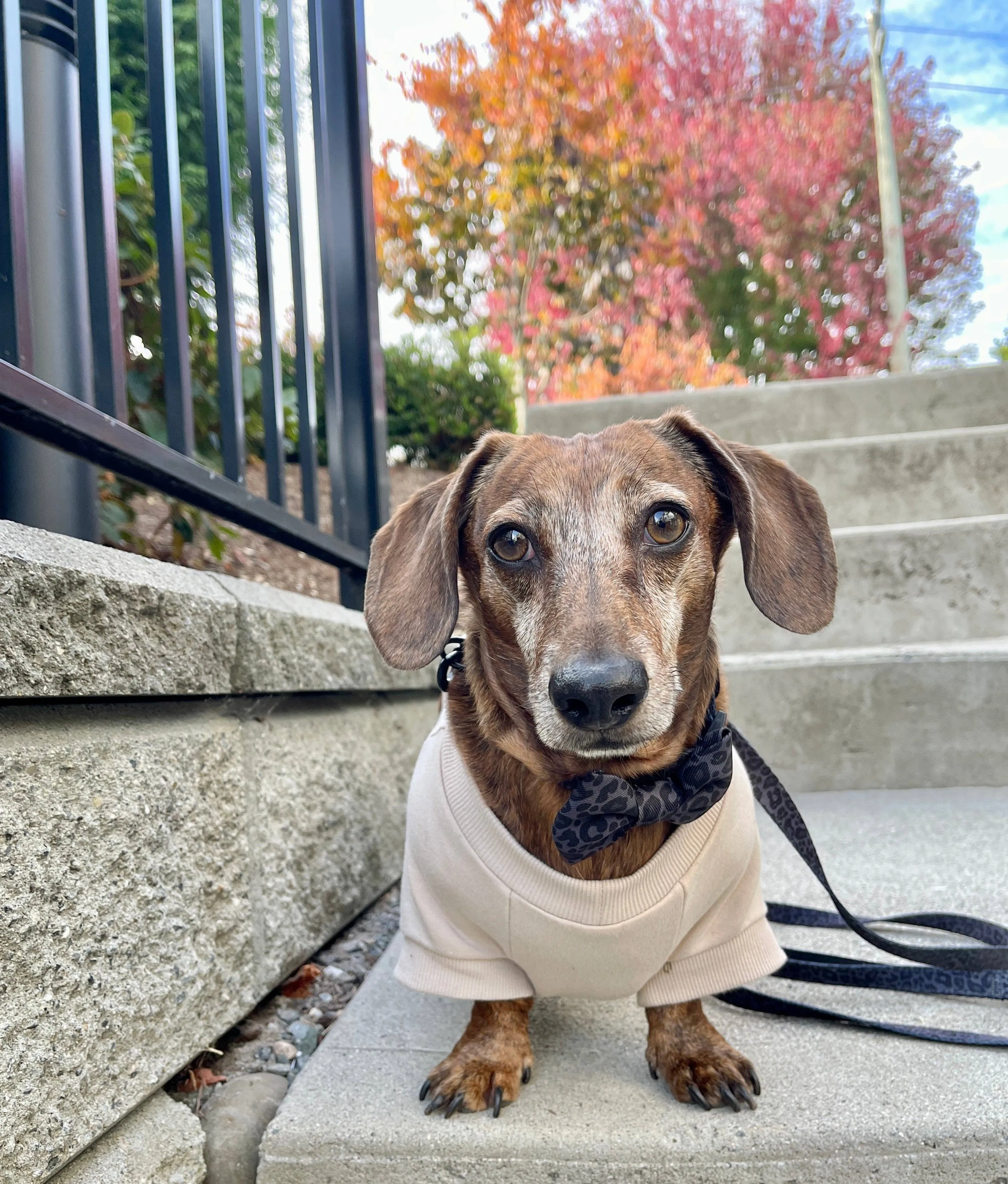 Fleece Dog Crew Sweatshirt - Biscuit