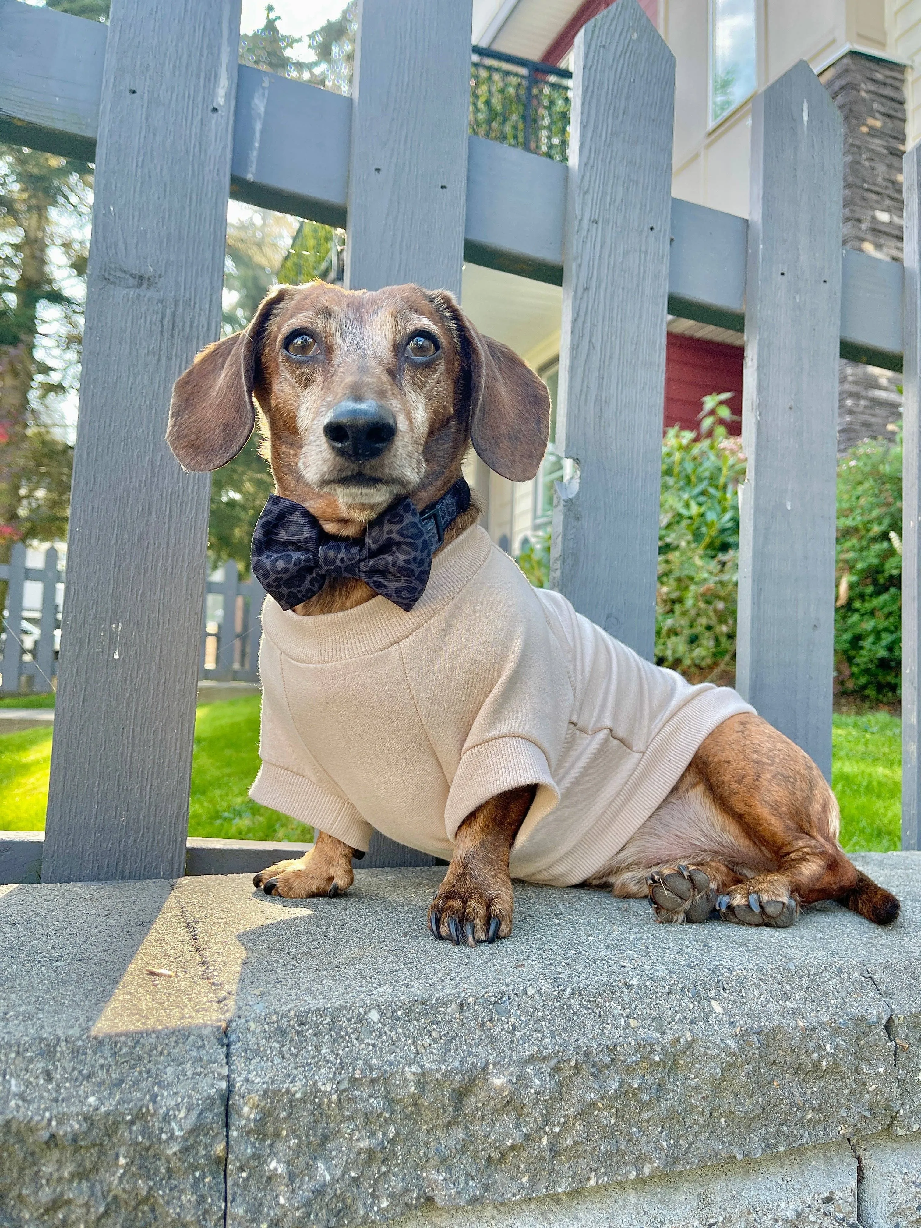 Fleece Dog Crew Sweatshirt - Biscuit