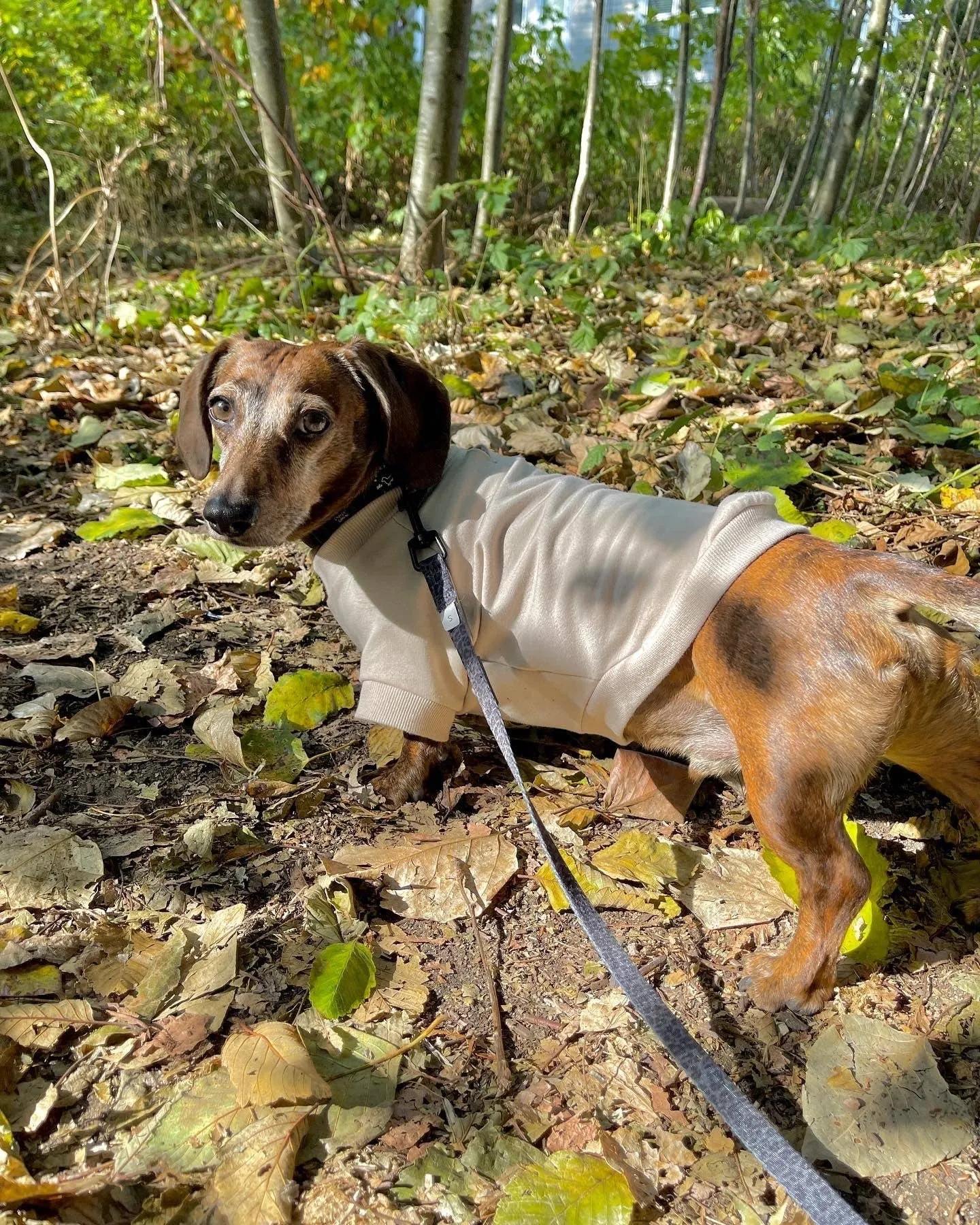 Fleece Dog Crew Sweatshirt - Biscuit