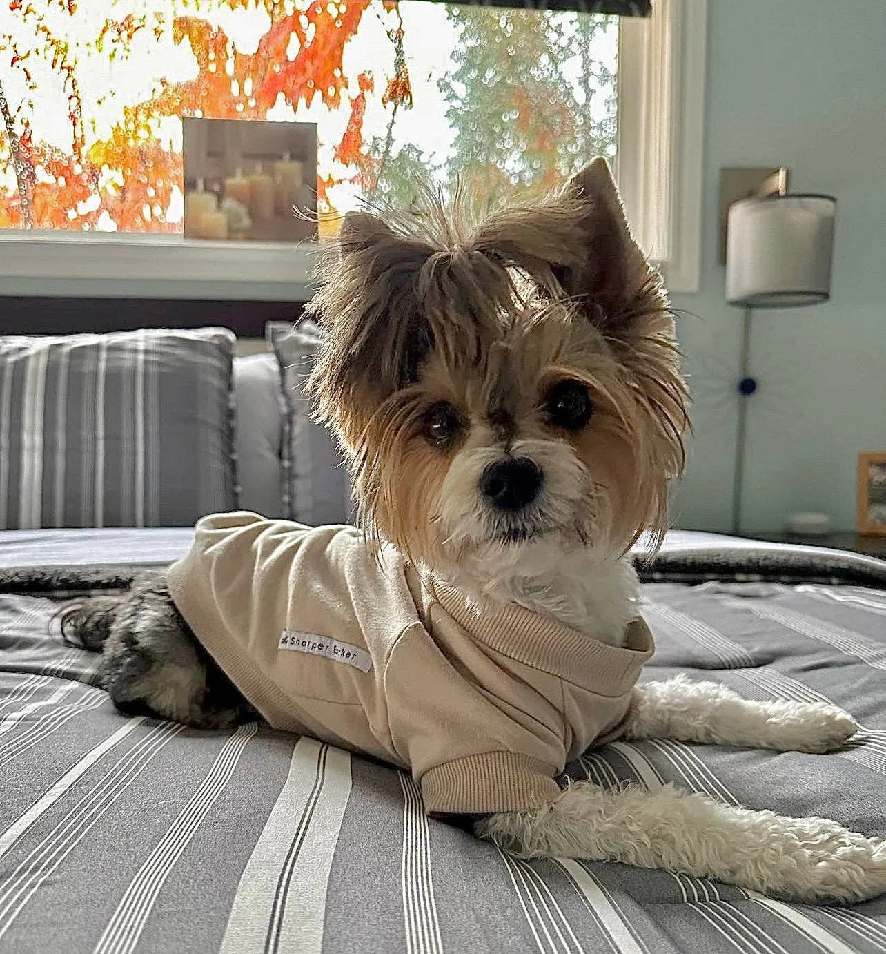 Fleece Dog Crew Sweatshirt - Biscuit