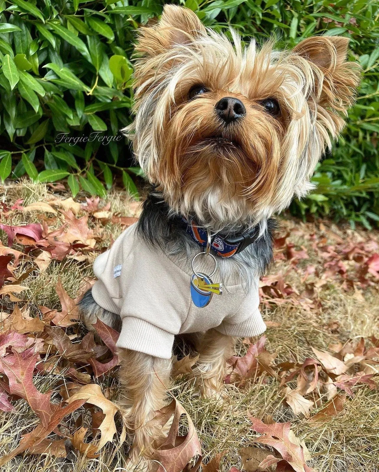 Fleece Dog Crew Sweatshirt - Biscuit